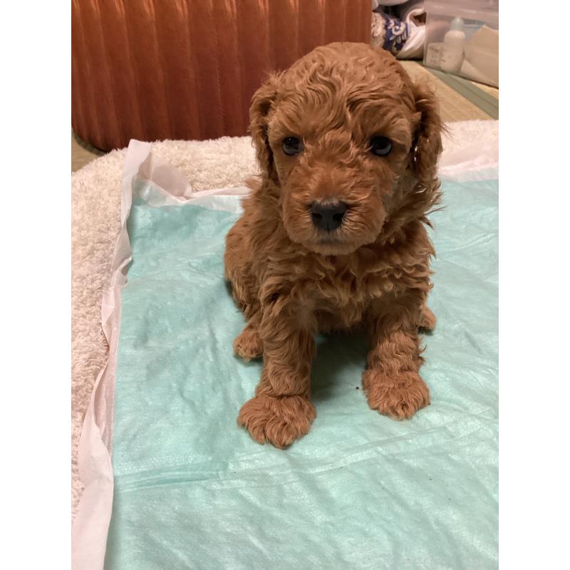 販売中の宮城県のトイプードル-440454の3枚目