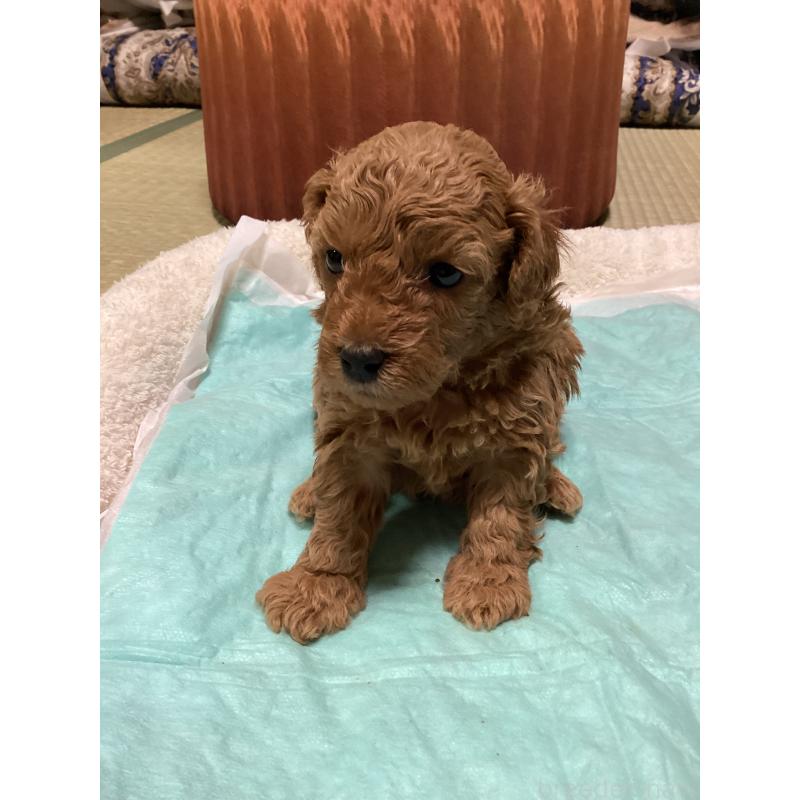 販売中の宮城県のトイプードル-440454の2枚目