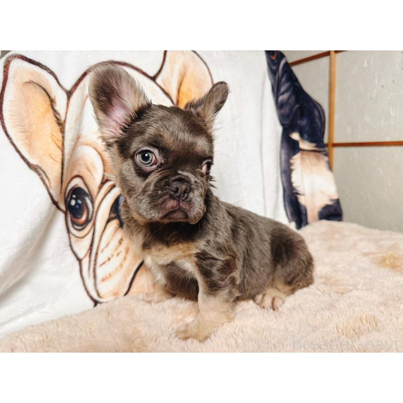 販売中の奈良県のフレンチブルドッグ-440455の13枚目