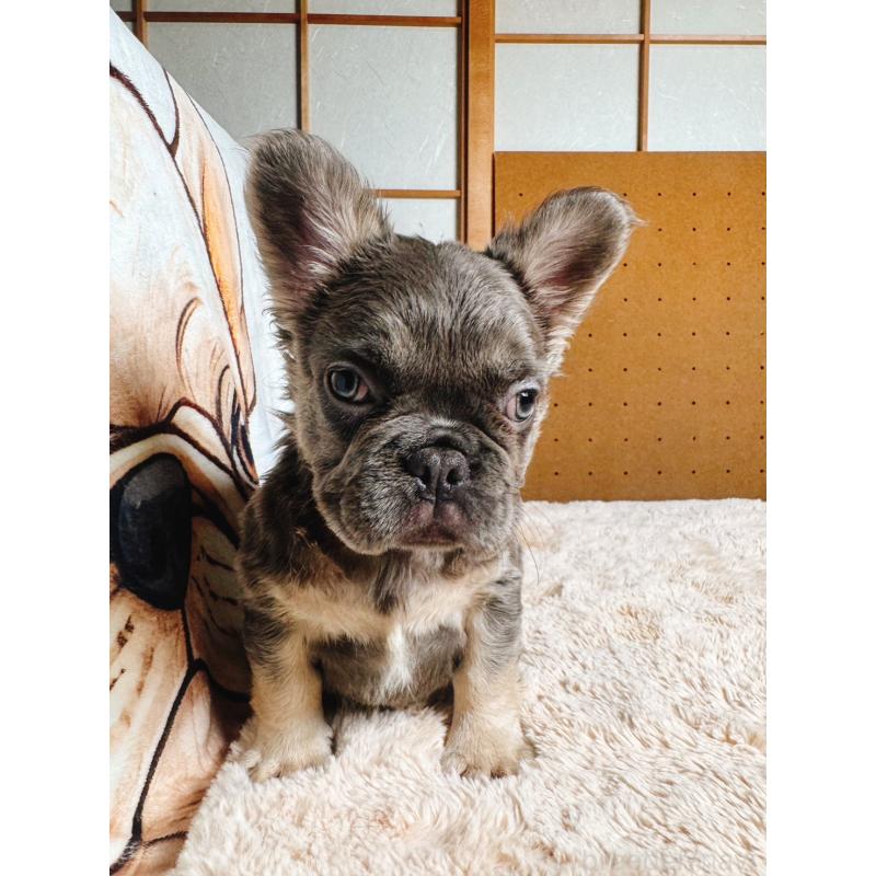 販売中の奈良県のフレンチブルドッグ-440455の12枚目