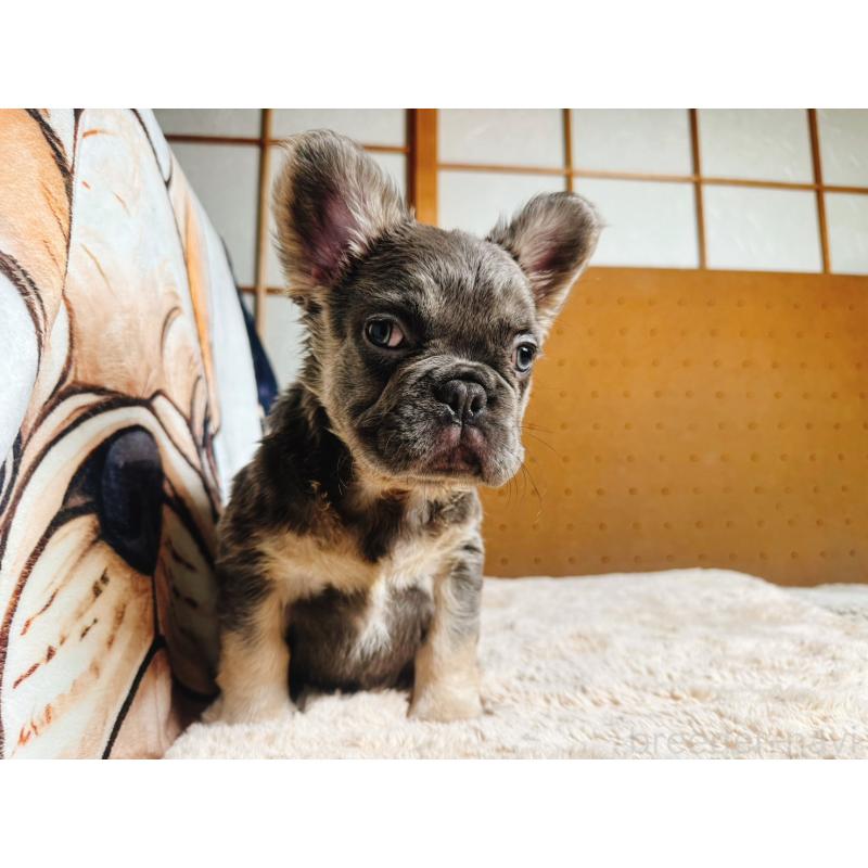 販売中の奈良県のフレンチブルドッグ-440455の9枚目