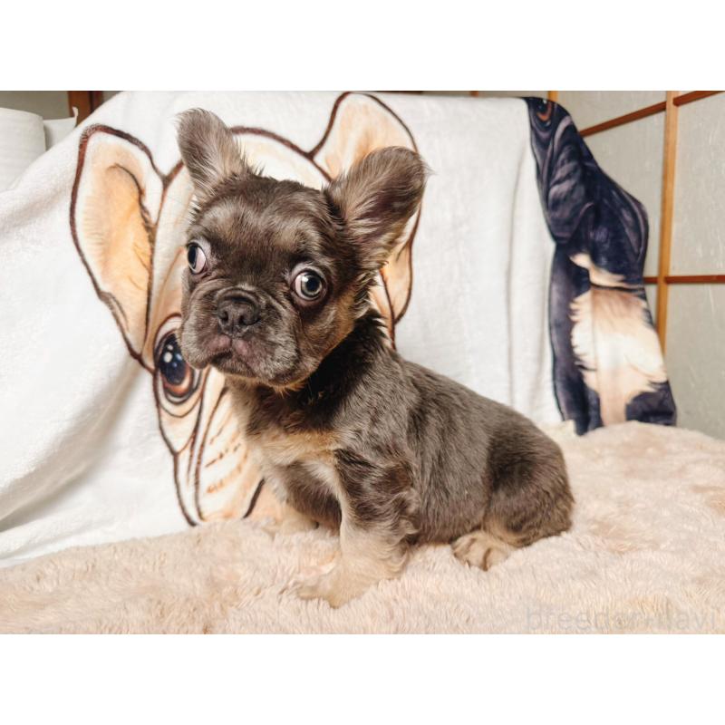 販売中の奈良県のフレンチブルドッグ-440455の8枚目