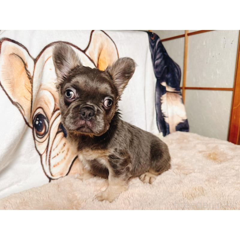 販売中の奈良県のフレンチブルドッグ-440455の7枚目