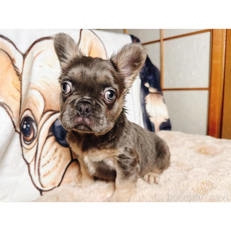 販売中の奈良県のフレンチブルドッグ-440455の6枚目