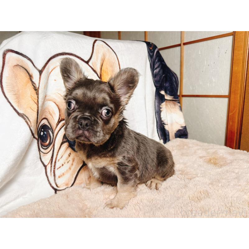 販売中の奈良県のフレンチブルドッグ-440455の5枚目