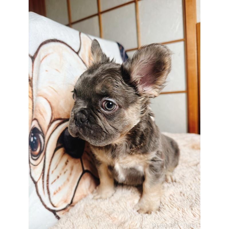 販売中の奈良県のフレンチブルドッグ-440455の4枚目