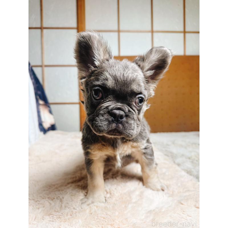 販売中の奈良県のフレンチブルドッグ-440455の2枚目