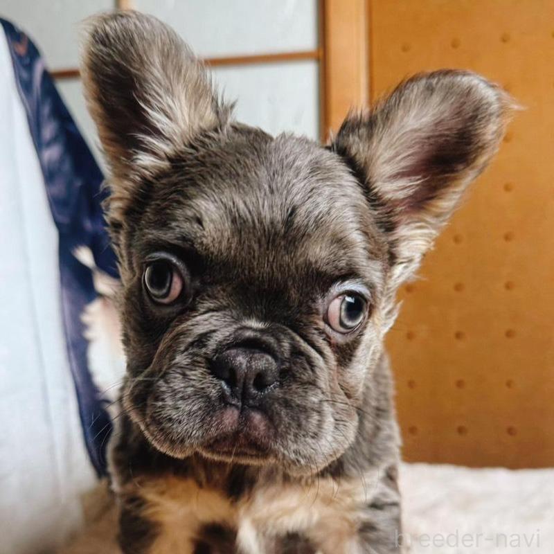 販売中の奈良県のフレンチブルドッグ-440455の1枚目