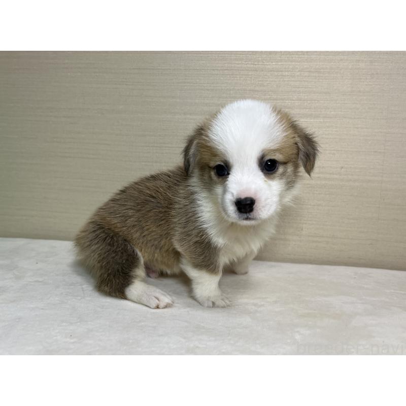 販売中の茨城県のウェルシュコーギーペンブローク-440456の5枚目