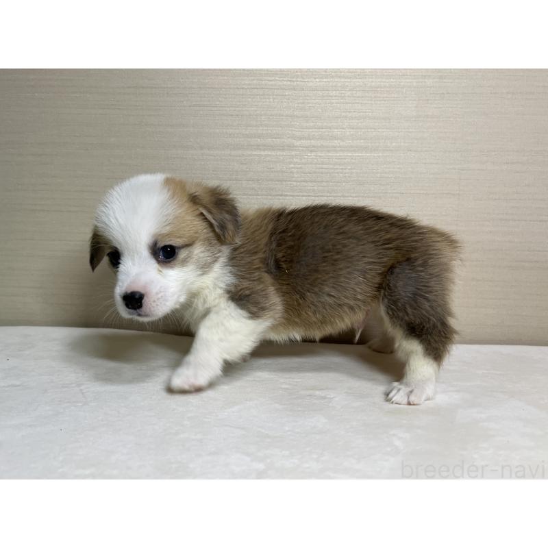 販売中の茨城県のウェルシュコーギーペンブローク-440456の4枚目