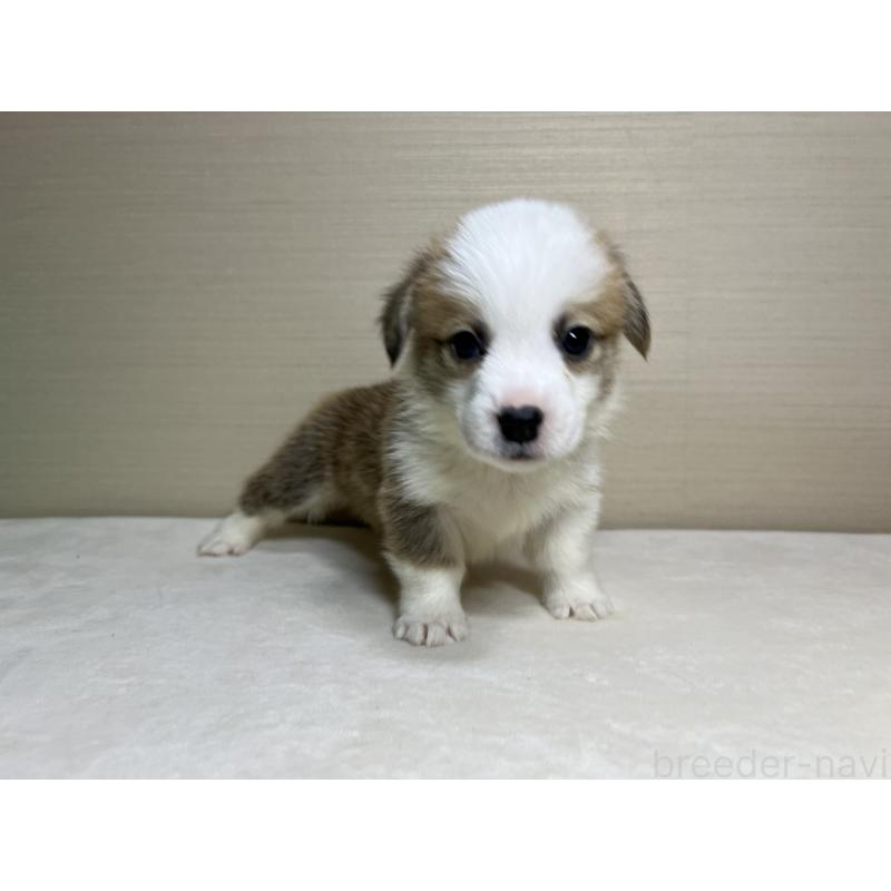 販売中の茨城県のウェルシュコーギーペンブローク-440456の3枚目