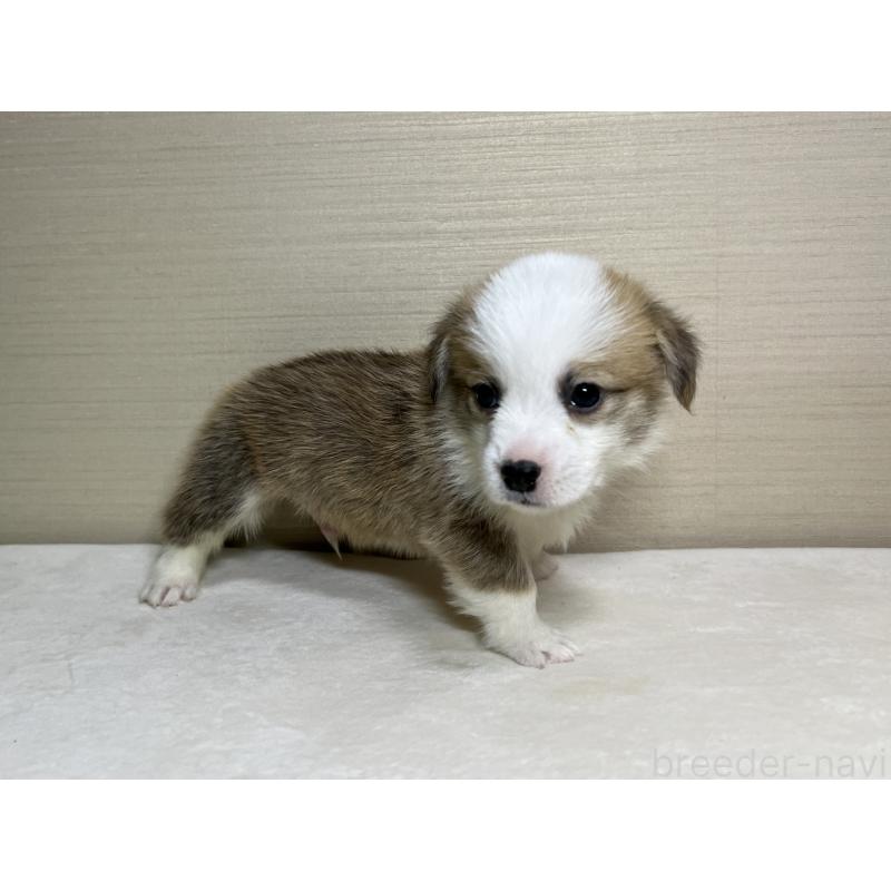 販売中の茨城県のウェルシュコーギーペンブローク-440456の2枚目