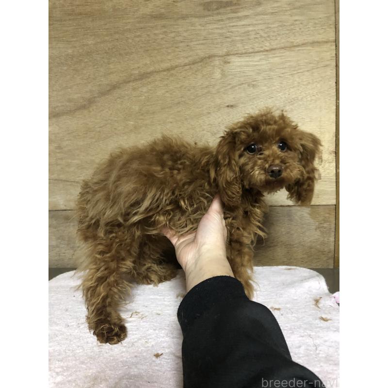 販売中の兵庫県のトイプードル-413436の7枚目