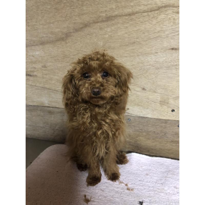 販売中の兵庫県のトイプードル-413436の6枚目