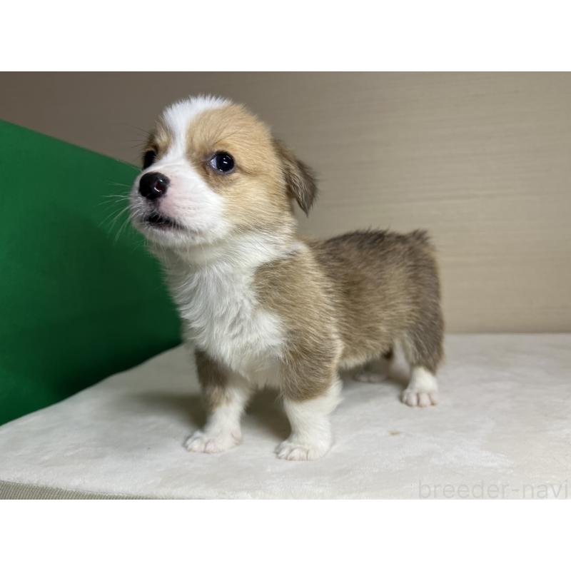 販売中の茨城県のウェルシュコーギーペンブローク-440457の5枚目