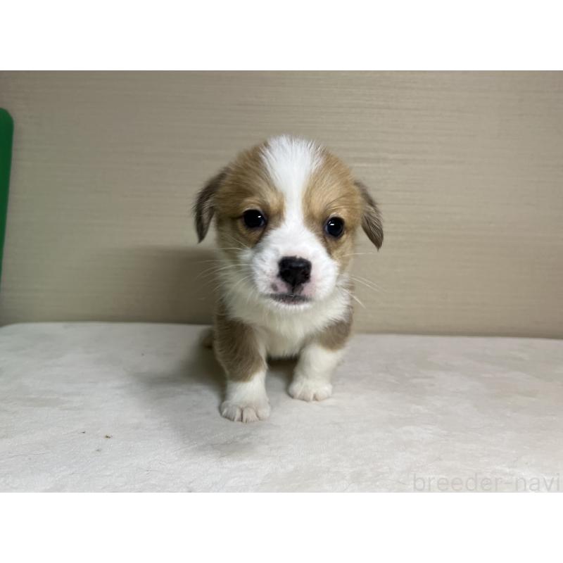 販売中の茨城県のウェルシュコーギーペンブローク-440457の4枚目