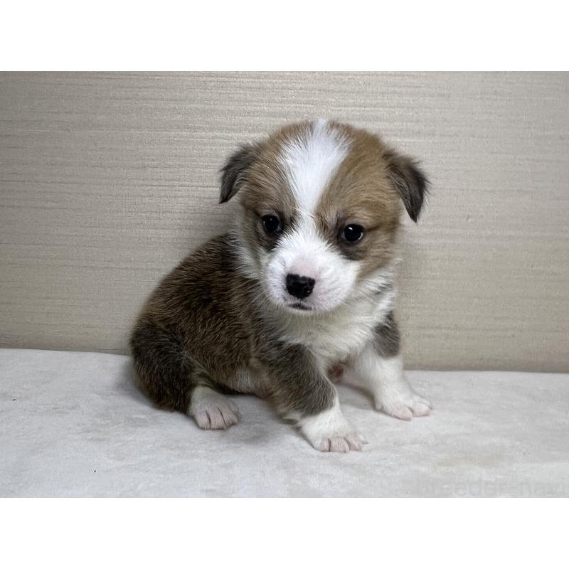 販売中の茨城県のウェルシュコーギーペンブローク-440457の3枚目