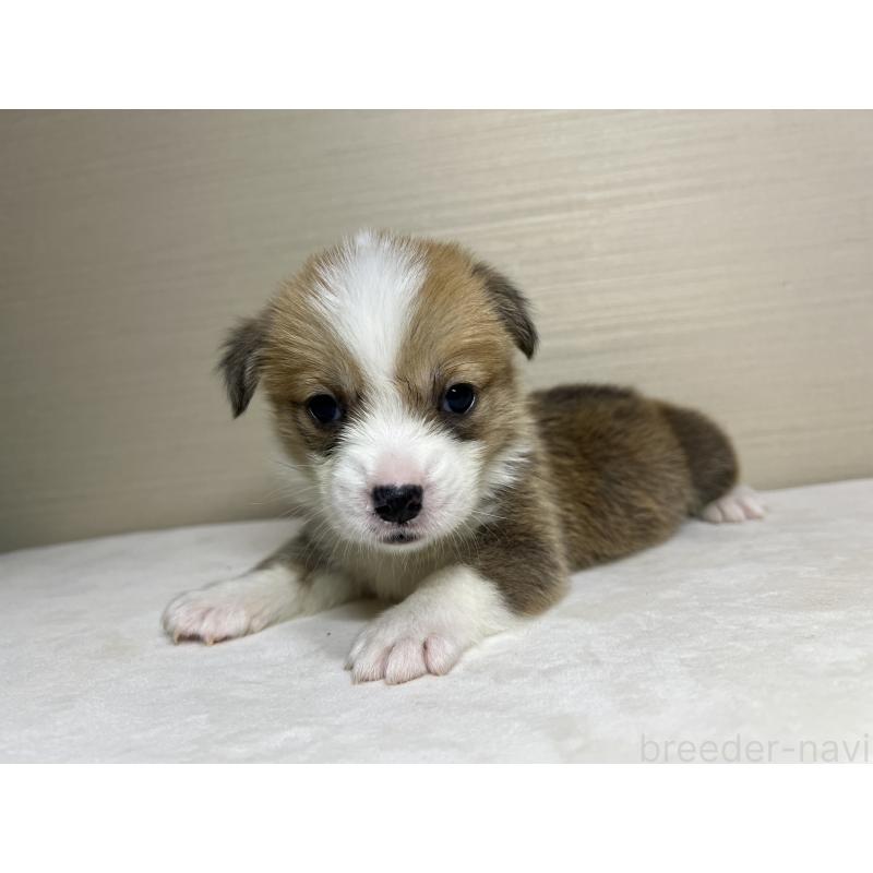 販売中の茨城県のウェルシュコーギーペンブローク-440457の2枚目