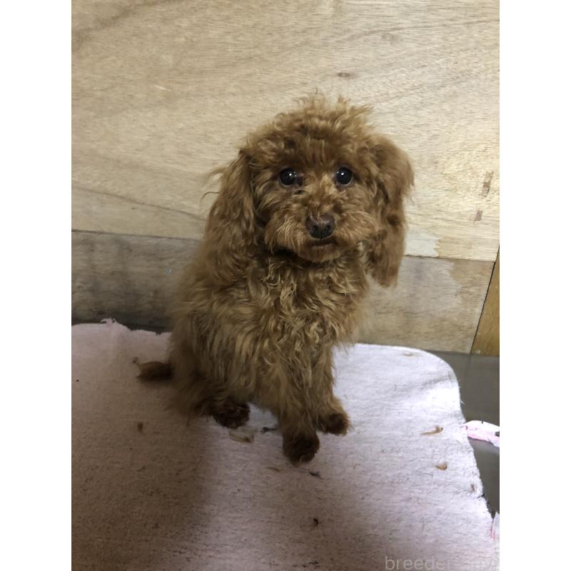 販売中の兵庫県のトイプードル-413436の5枚目