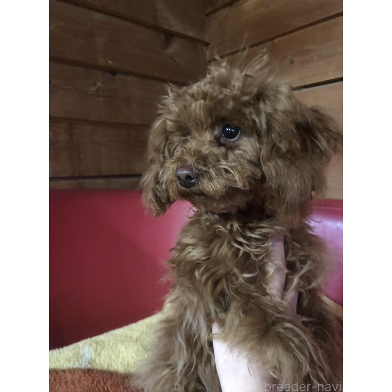 販売中の兵庫県のトイプードル-413436の4枚目