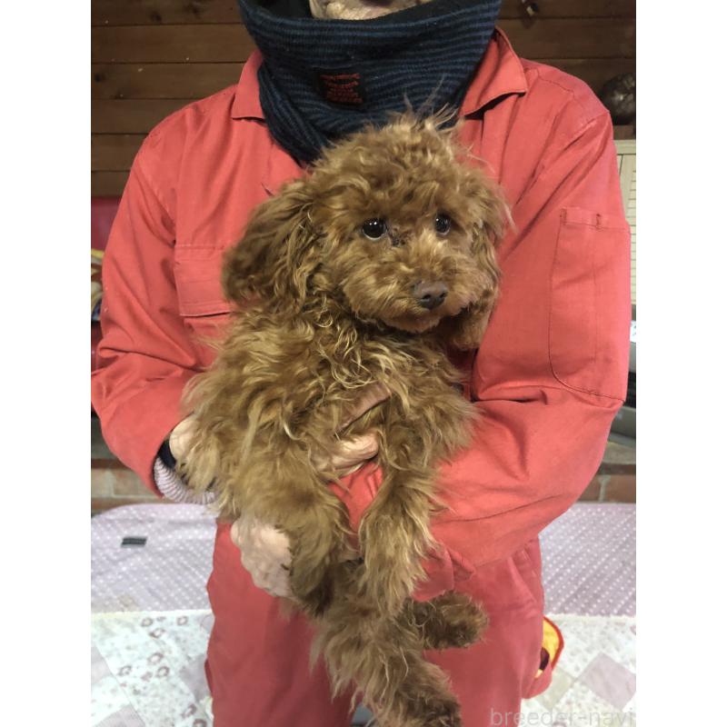 販売中の兵庫県のトイプードル-413436の3枚目