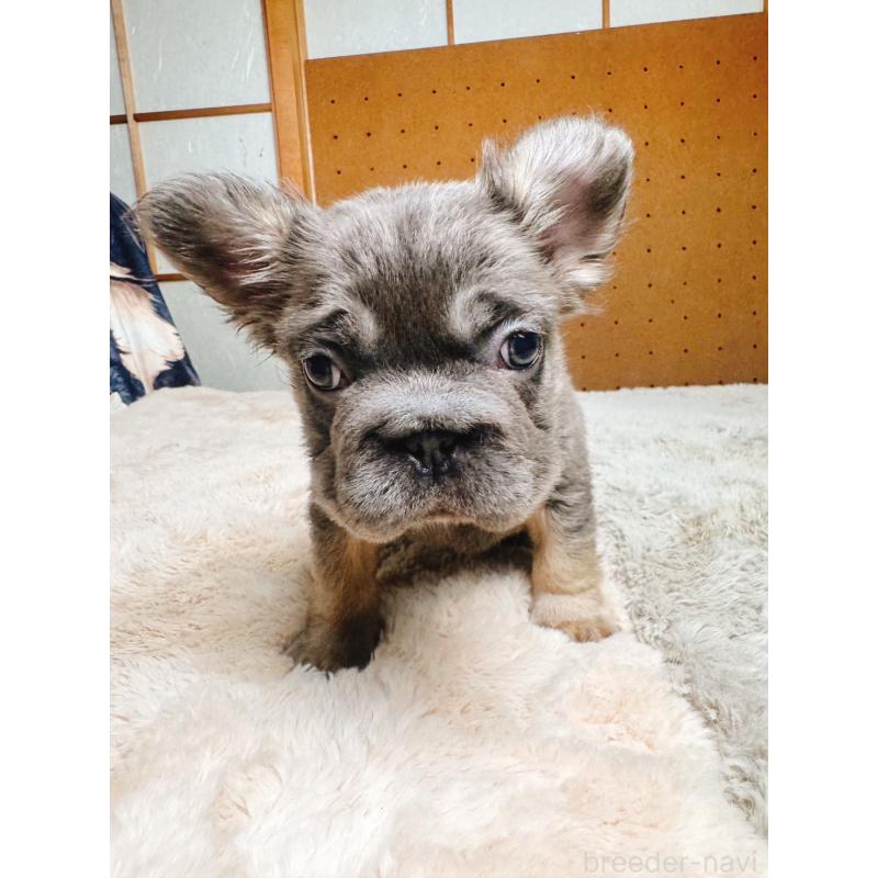 販売中の奈良県のフレンチブルドッグ-440458の15枚目