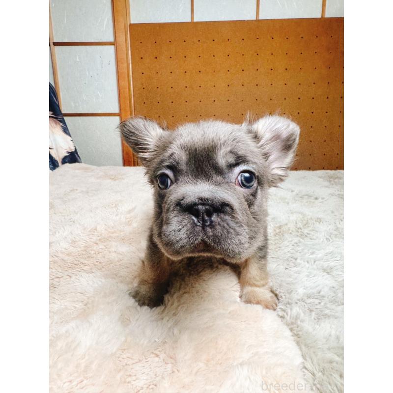 販売中の奈良県のフレンチブルドッグ-440458の14枚目