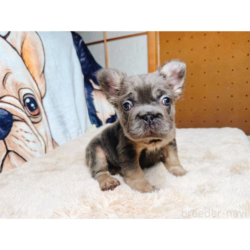 販売中の奈良県のフレンチブルドッグ-440458の13枚目