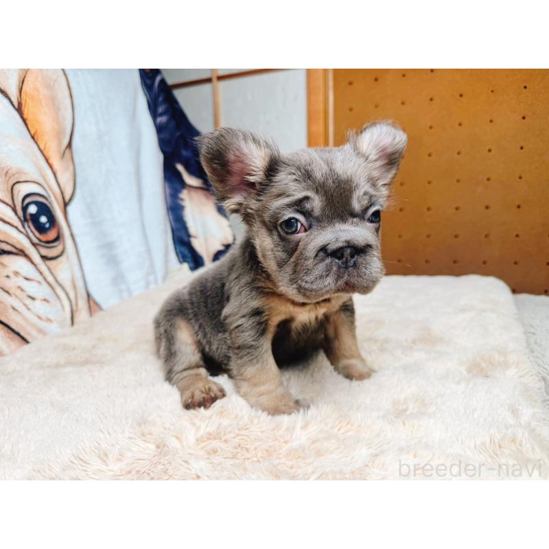 販売中の奈良県のフレンチブルドッグ-440458の12枚目