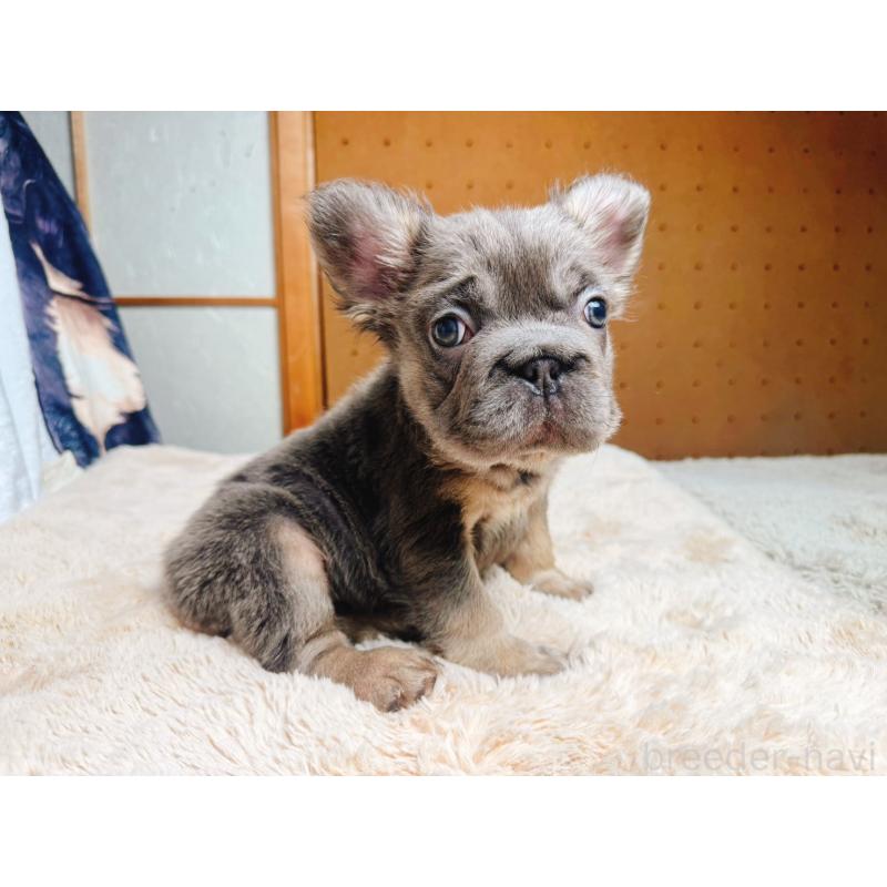 販売中の奈良県のフレンチブルドッグ-440458の11枚目