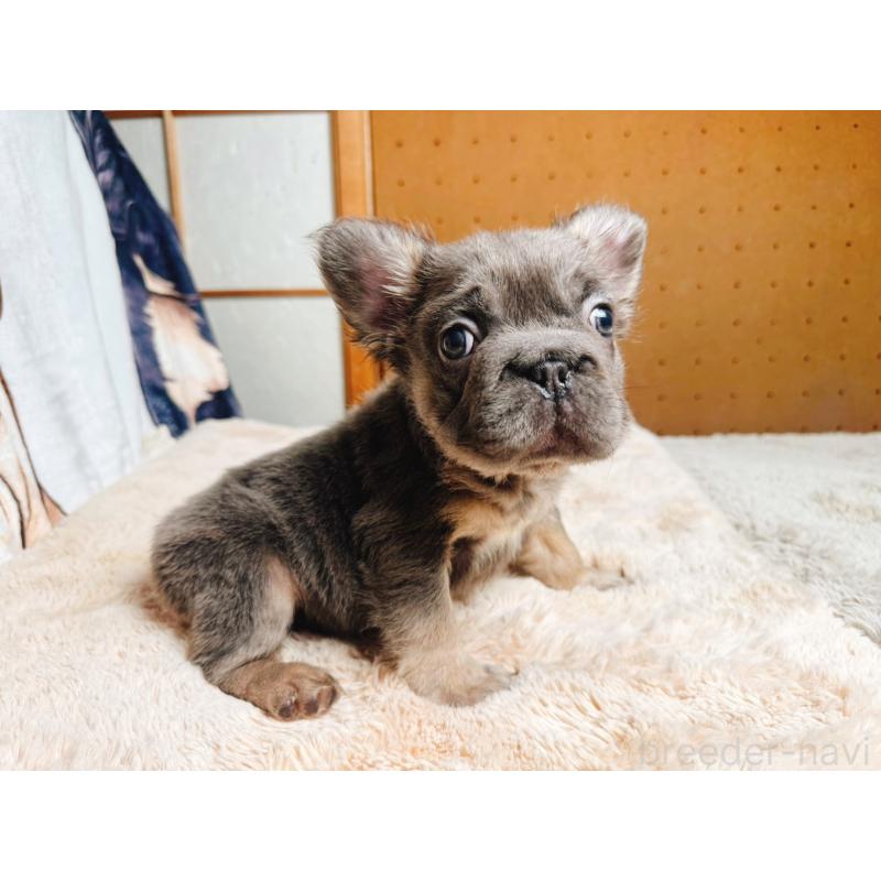 販売中の奈良県のフレンチブルドッグ-440458の10枚目