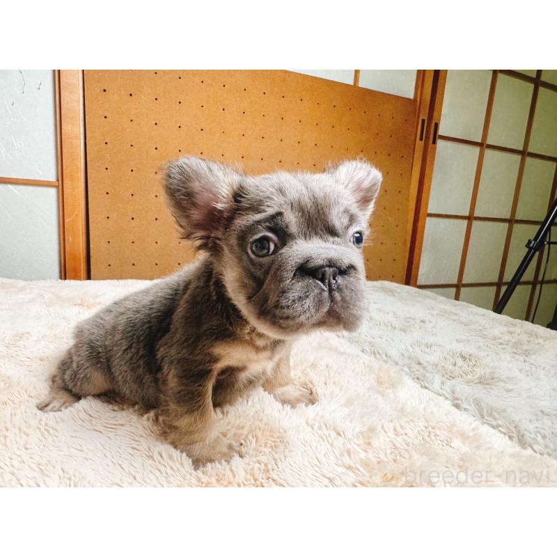 販売中の奈良県のフレンチブルドッグ-440458の8枚目