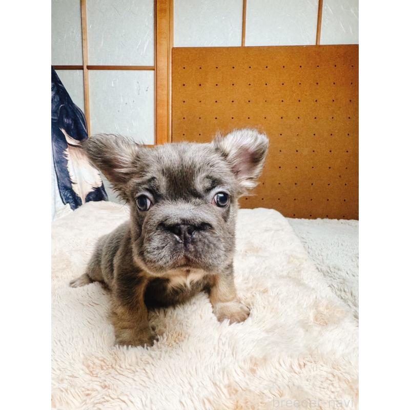 販売中の奈良県のフレンチブルドッグ-440458の7枚目