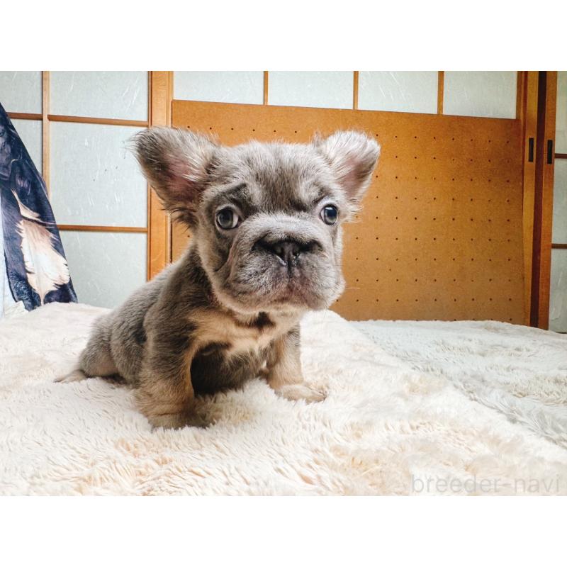 販売中の奈良県のフレンチブルドッグ-440458の5枚目