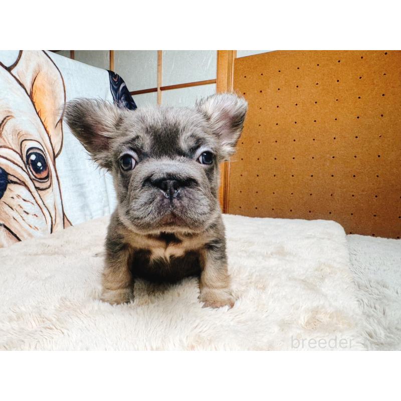 販売中の奈良県のフレンチブルドッグ-440458の4枚目