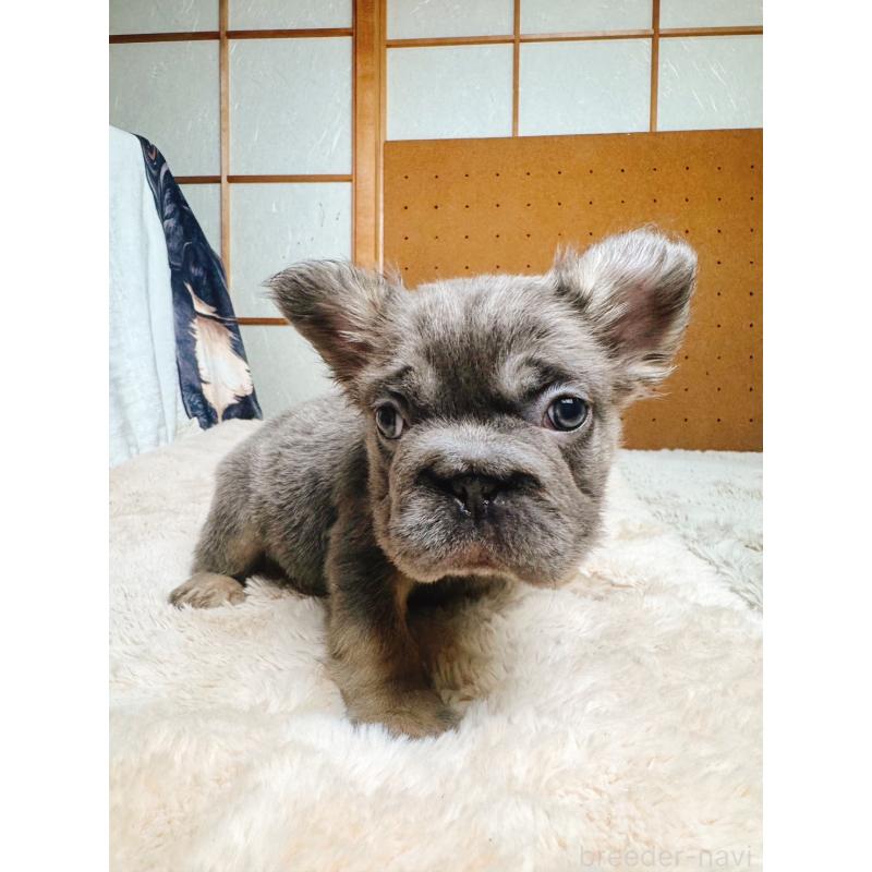 販売中の奈良県のフレンチブルドッグ-440458の2枚目