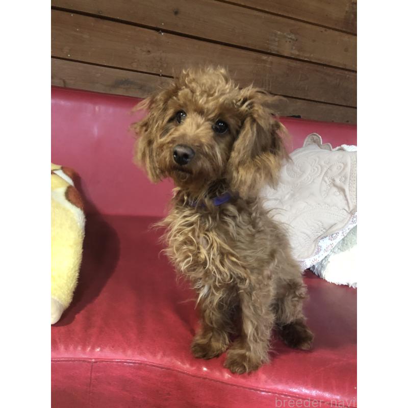 販売中の兵庫県のトイプードル-413437の7枚目