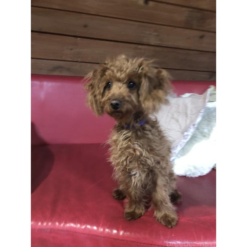 販売中の兵庫県のトイプードル-413437の6枚目