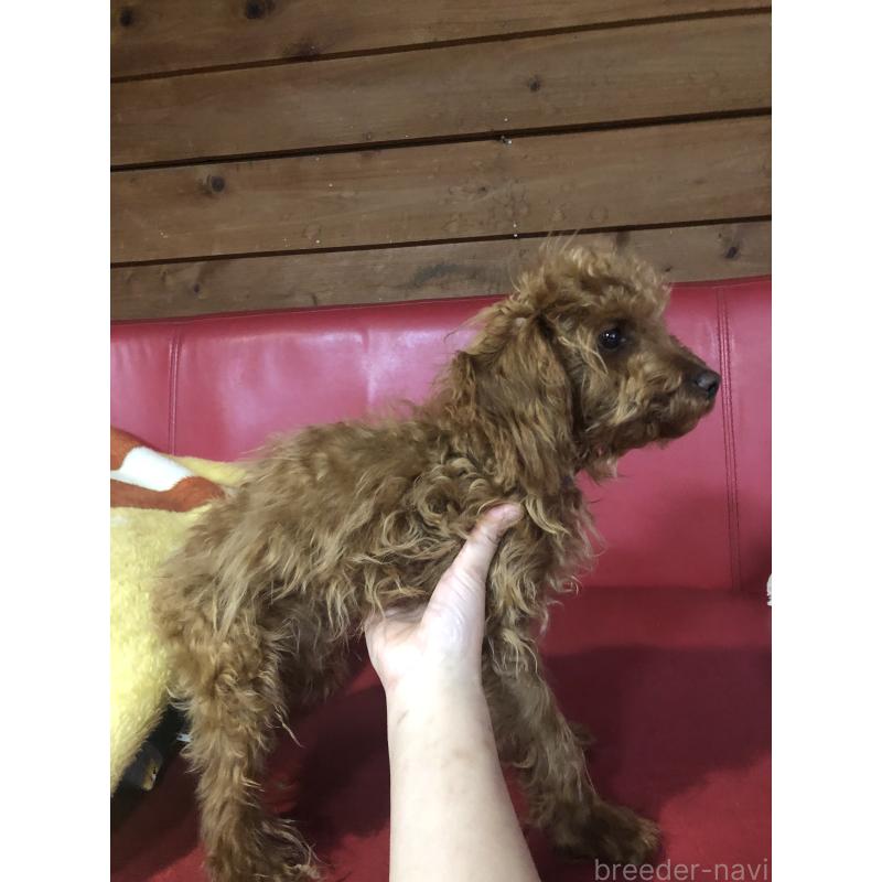 販売中の兵庫県のトイプードル-413437の4枚目