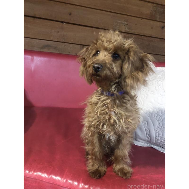 販売中の兵庫県のトイプードル-413437の3枚目