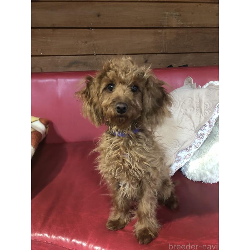 販売中の兵庫県のトイプードル-413437の1枚目