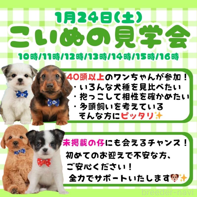 販売中の静岡県のミニチュアダックスフンド(ロングヘアード)-439050の3枚目