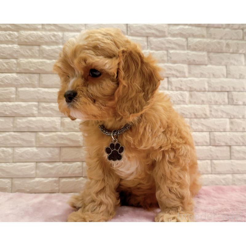 販売中の奈良県のキャバプー:キャバリア×トイプードル-440459の15枚目