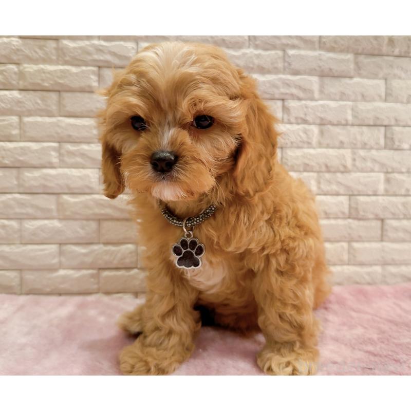 販売中の奈良県のキャバプー:キャバリア×トイプードル-440459の14枚目