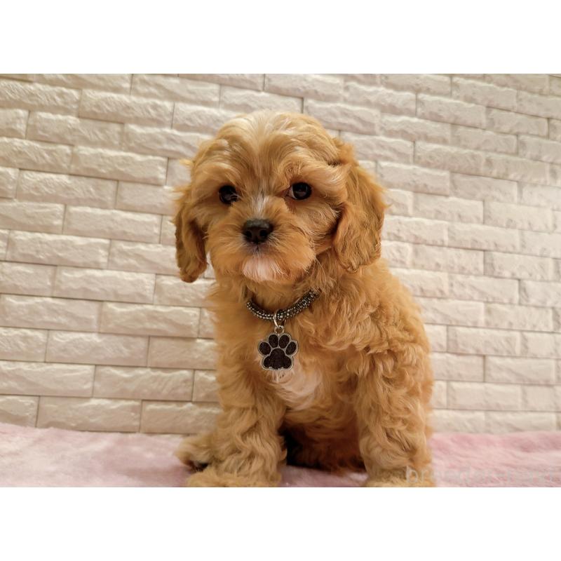 販売中の奈良県のキャバプー:キャバリア×トイプードル-440459の11枚目