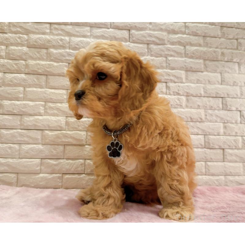 販売中の奈良県のキャバプー:キャバリア×トイプードル-440459の10枚目