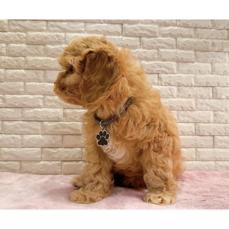 販売中の奈良県のキャバプー:キャバリア×トイプードル-440459の9枚目