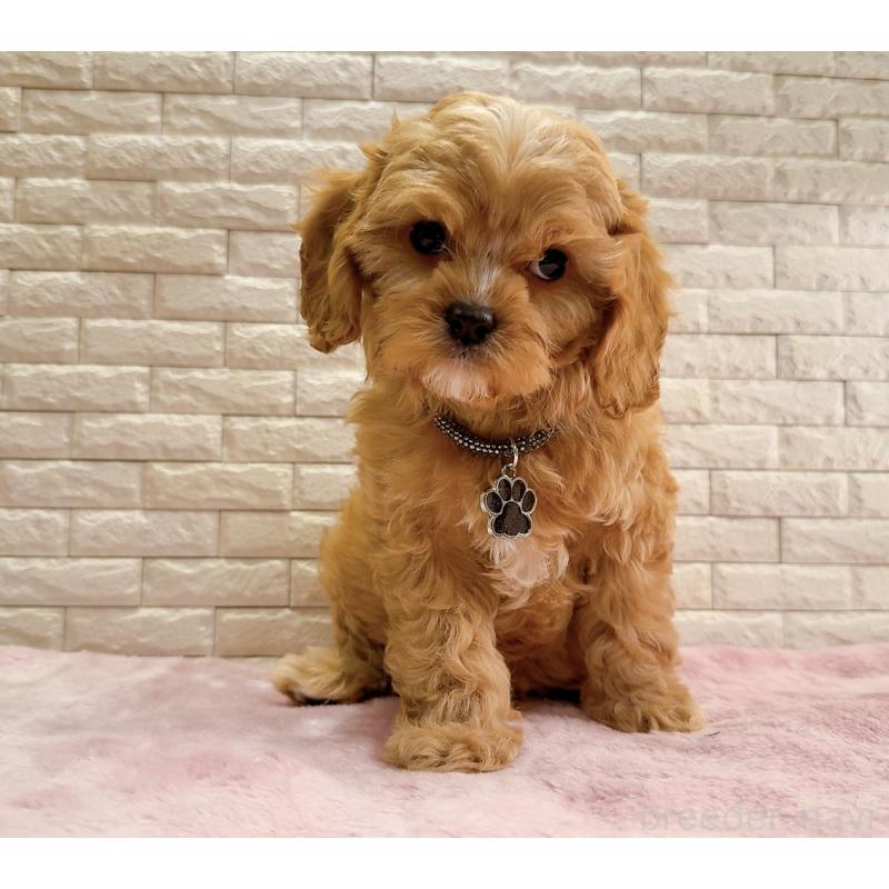 販売中の奈良県のキャバプー:キャバリア×トイプードル-440459の6枚目