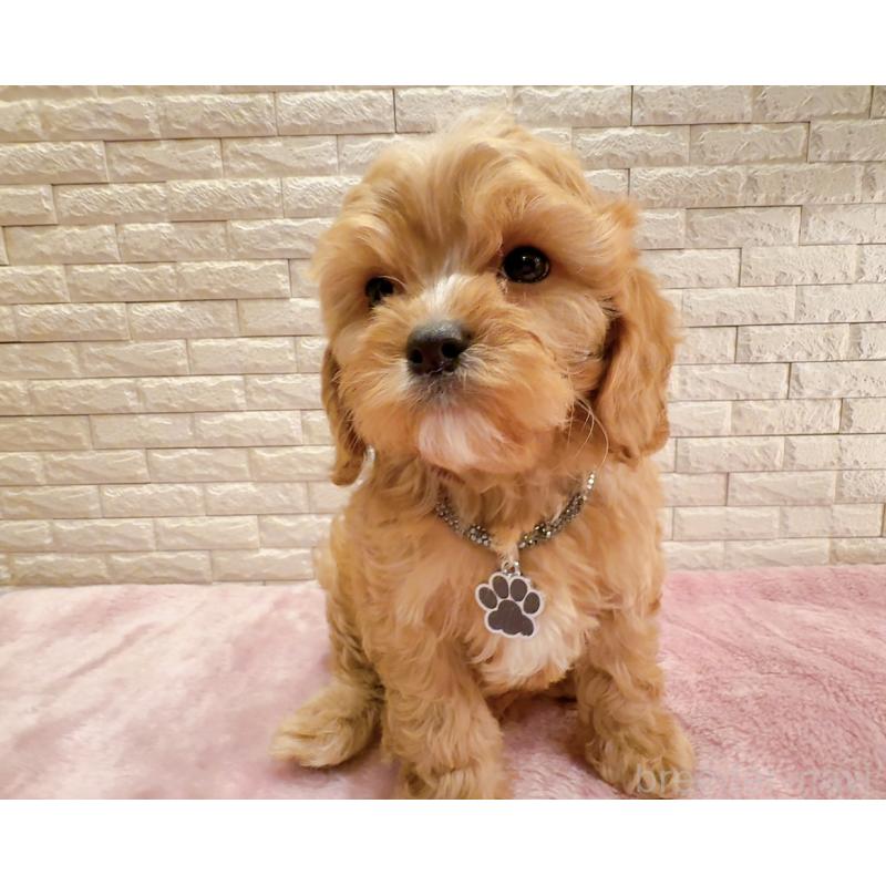 販売中の奈良県のキャバプー:キャバリア×トイプードル-440459の3枚目