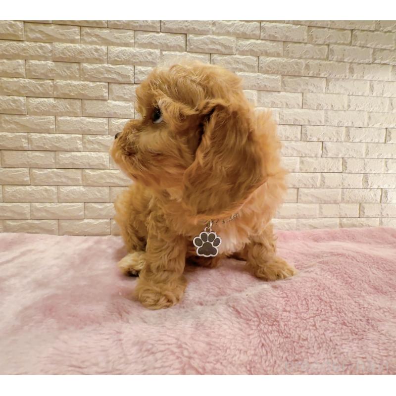 販売中の奈良県のキャバプー:キャバリア×トイプードル-440459の2枚目